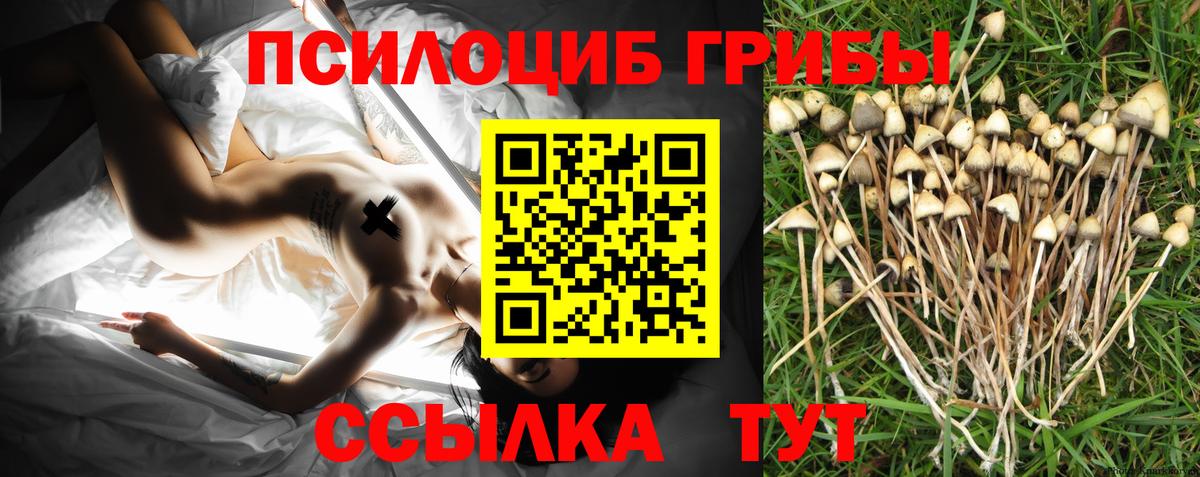Псилоцибиновые грибы Cubensis Киреевск